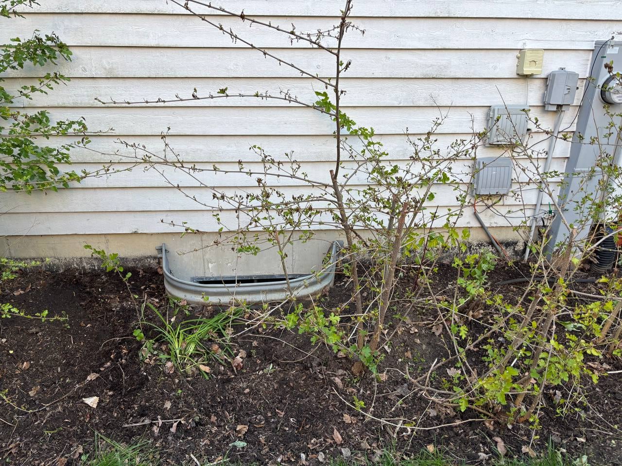 Side landscape bed after weeds were cleared back from the house