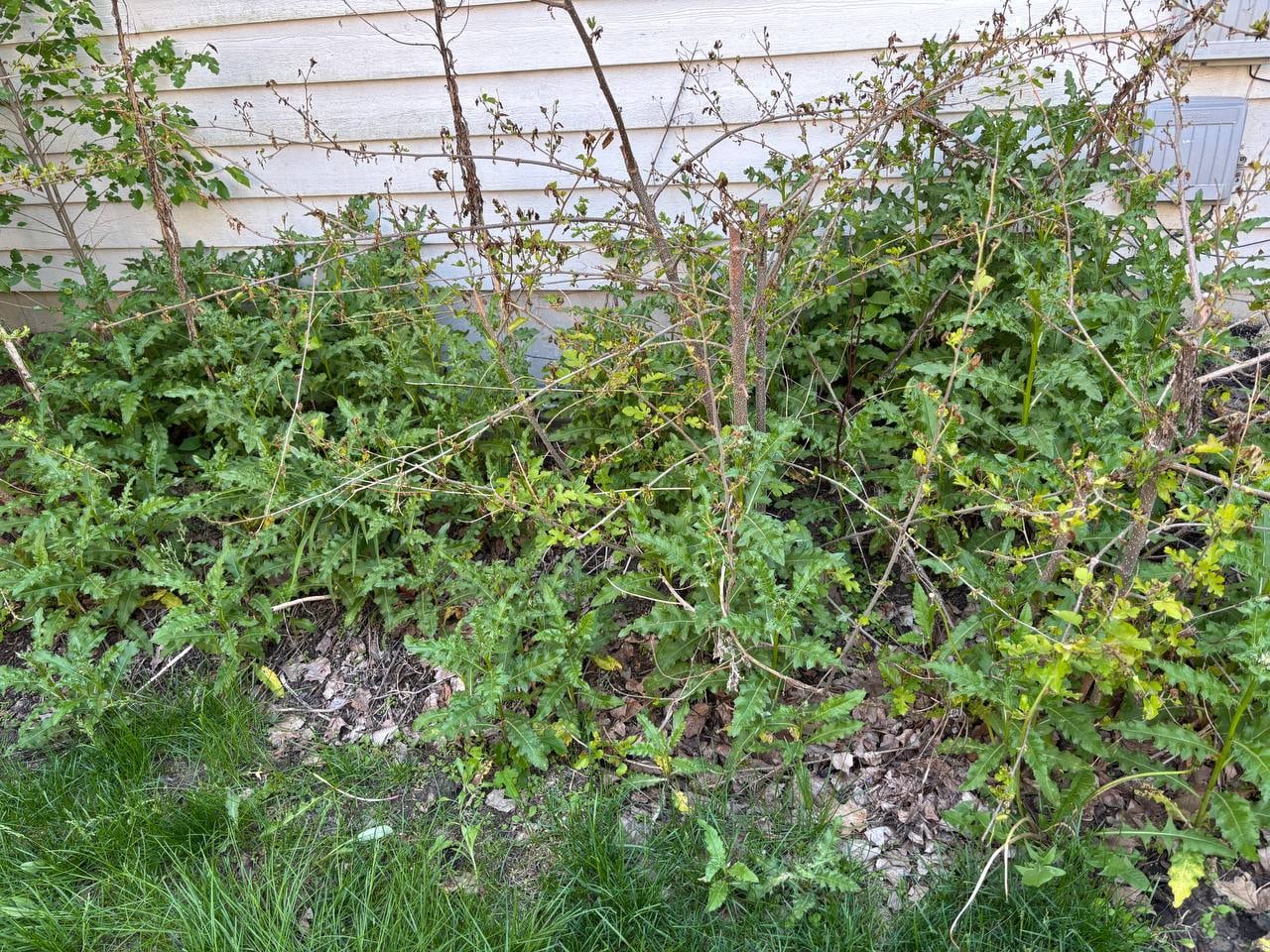 Overgrown side landscape bed with weeds and brush before cleanup